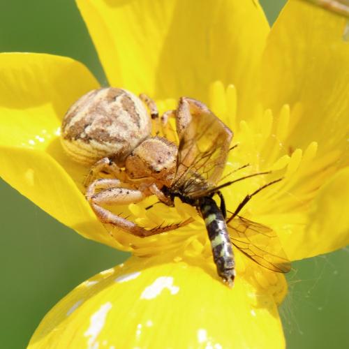 Xysticus sp.